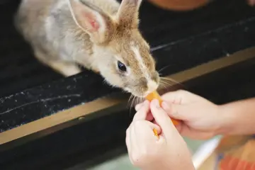 Child Feeding Rabit